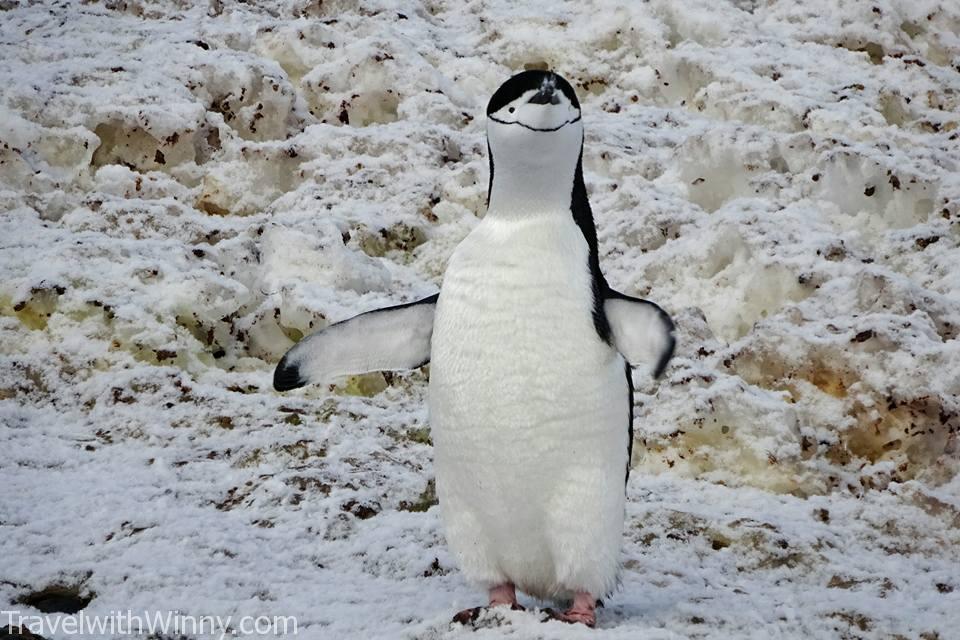 Chinstrap penguins 頰帶企鵝