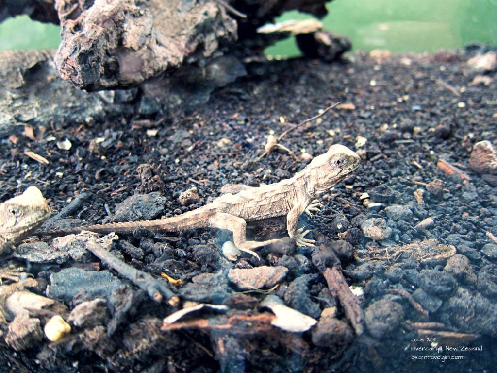 Henry the Tuatara