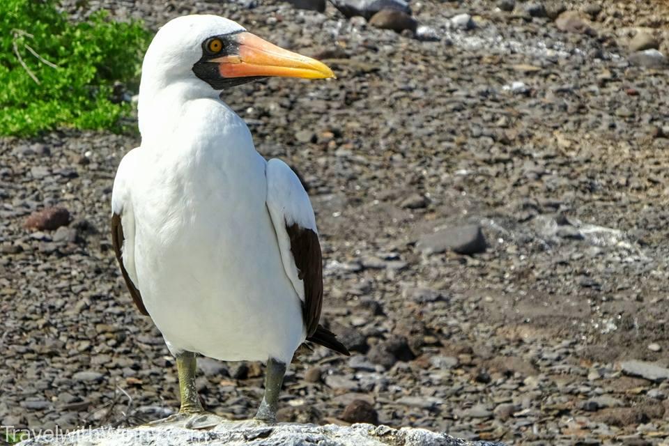 Nazca Booby 橙嘴藍臉鰹鳥