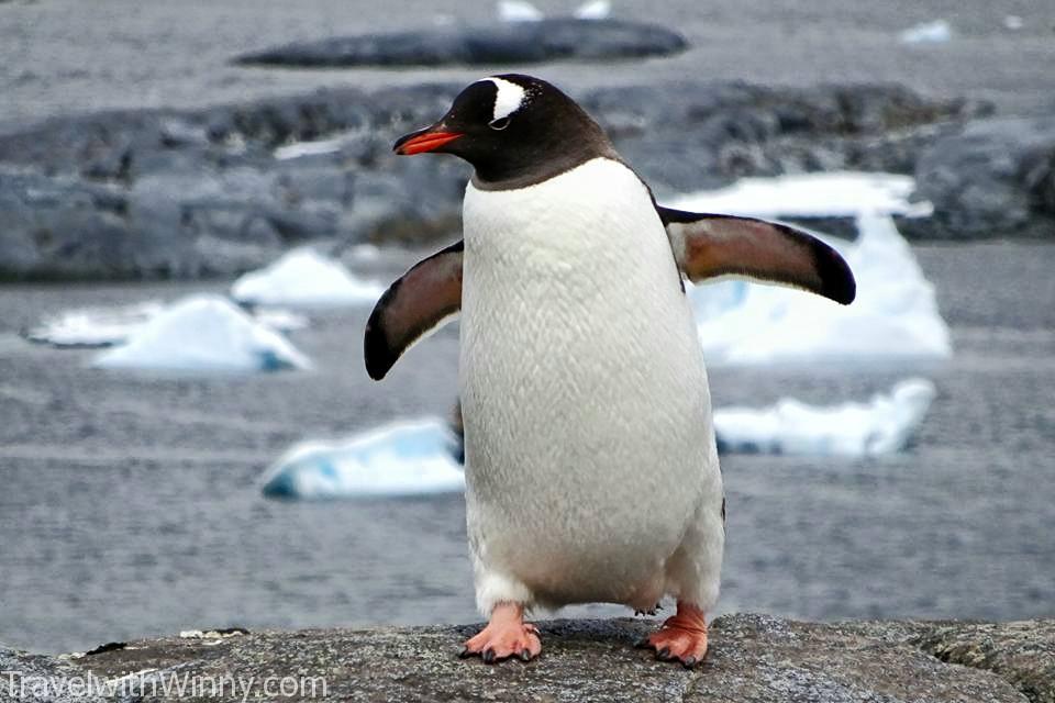 Baby Gentoo Penguin 巴布亞企鵝 企鵝寶寶