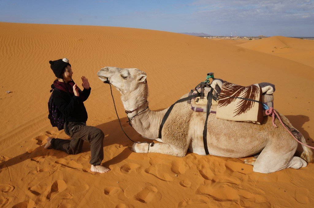 杜拜 dubai camel 駱駝 desert safari