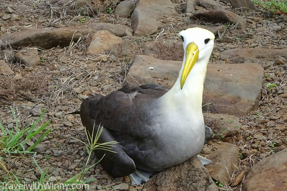 albatross 信天翁