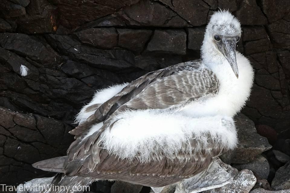 Nazca Booby 橙嘴藍臉鰹鳥