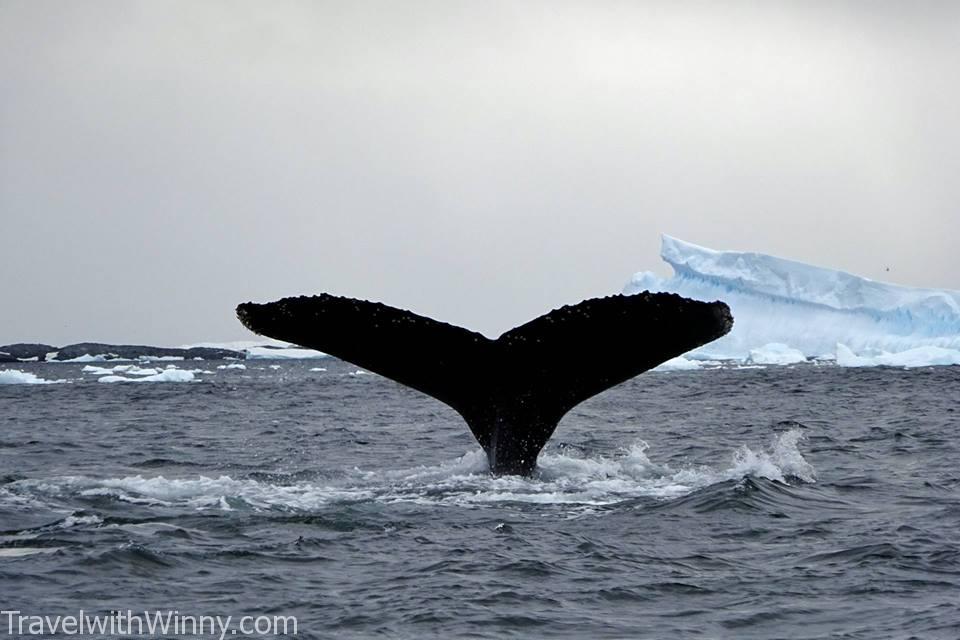 humpback whale 座頭鯨