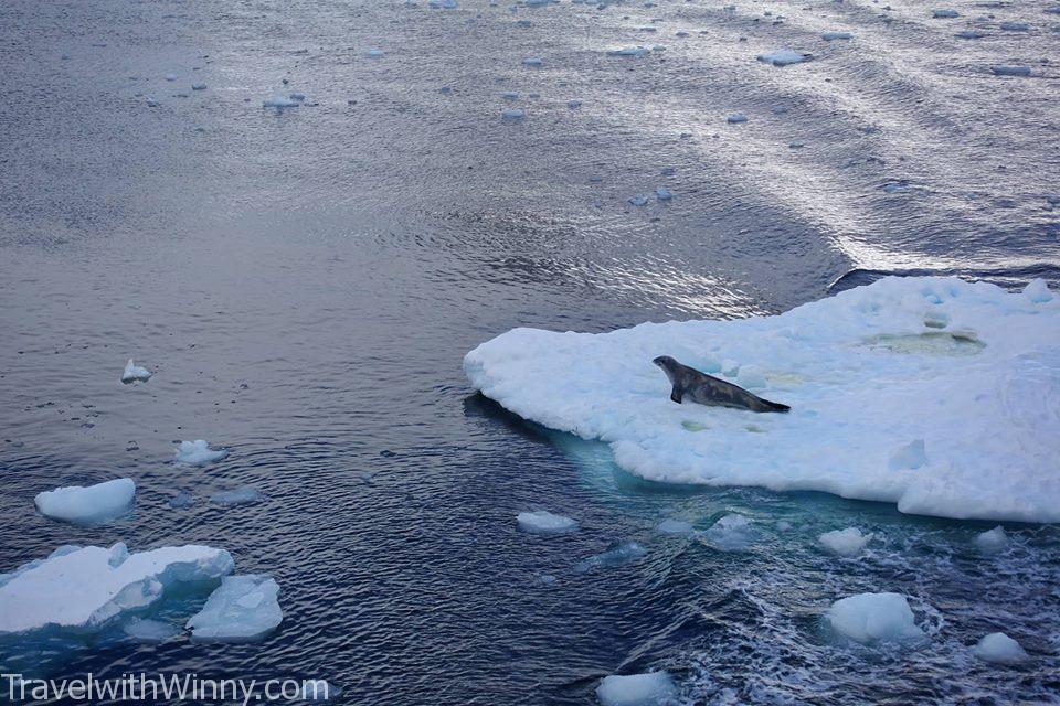 海豹 浮冰 ice berg seal 南極 antarctica