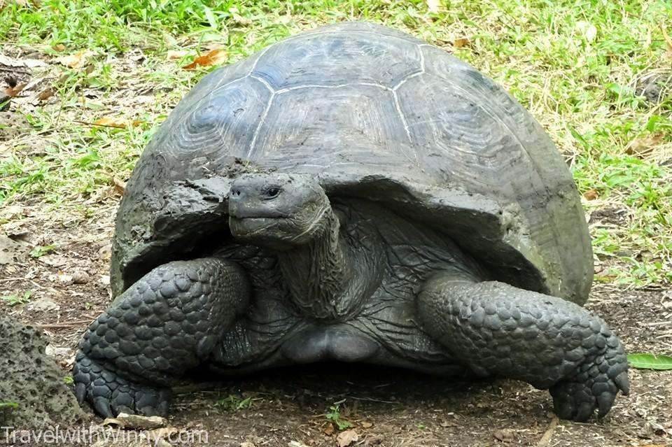 Galápagos tortoise 加拉巴哥象龜