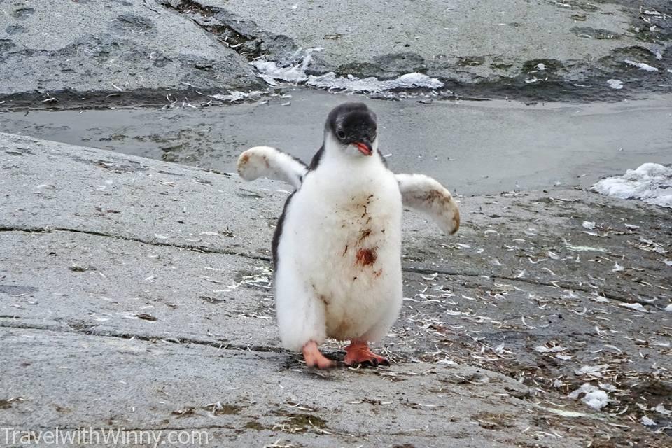 Baby Gentoo Penguin 巴布亞企鵝 企鵝寶寶