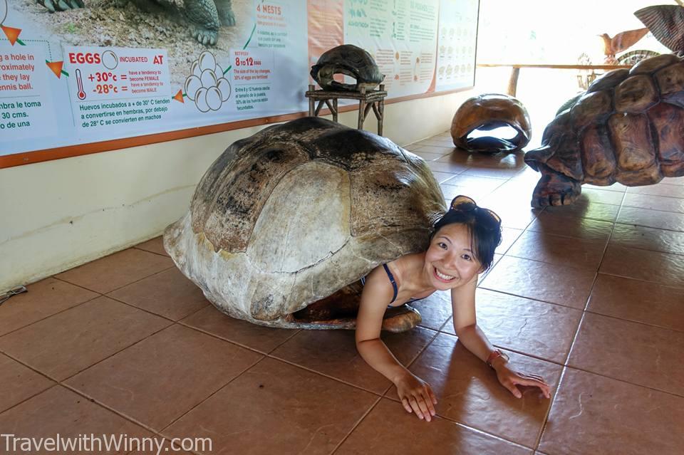 Galápagos tortoise 加拉巴哥象龜