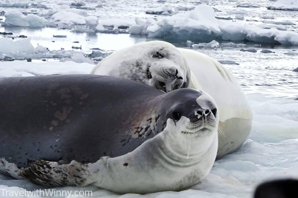 海豹 浮冰 ice berg seal 南極 antarctica