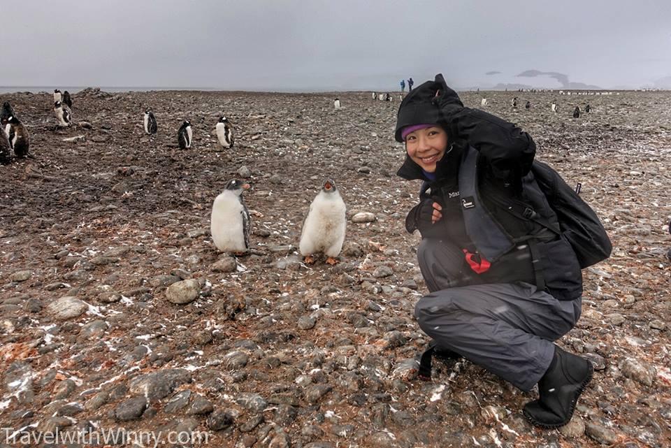 南極 企鵝 antarctica penguin