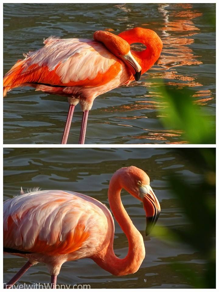 野生 Galapagos Flamingo 火烈鳥