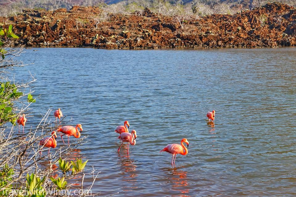 野生 Galapagos Flamingo 火烈鳥