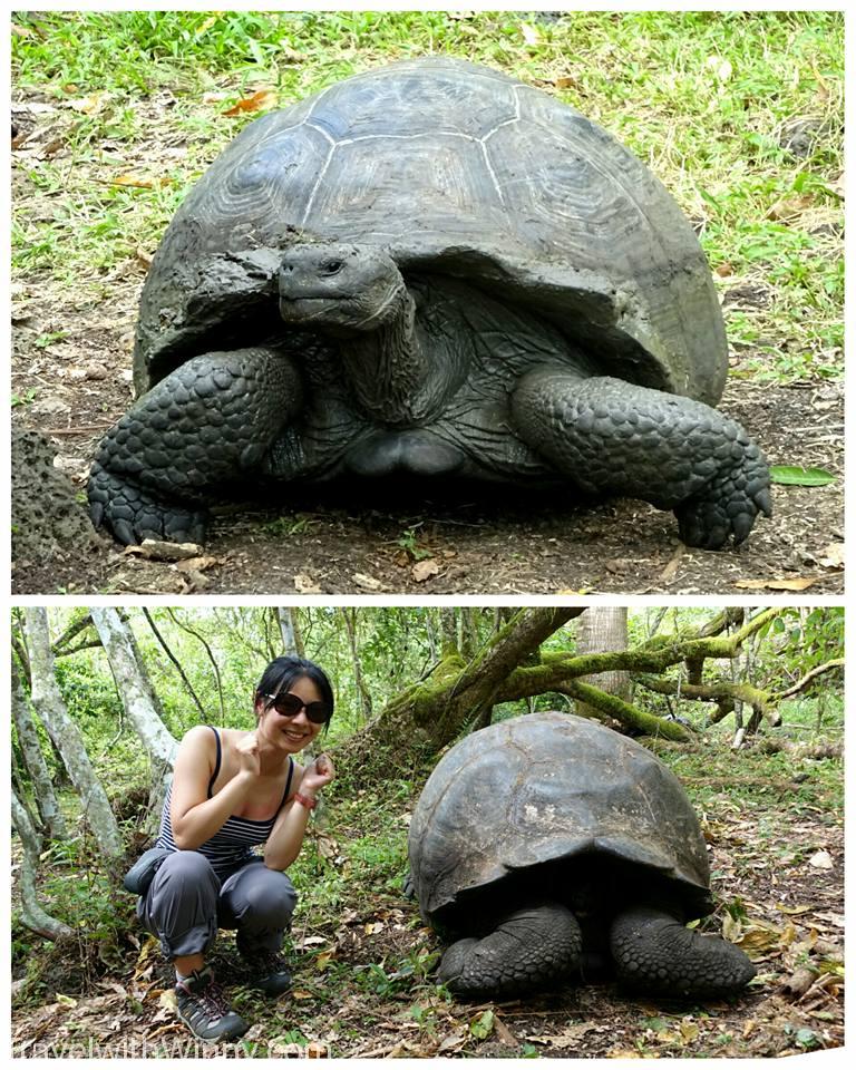 Seeing the Galapagos tortoises in its natural habitat is only USD$30 return Taxi ride away.