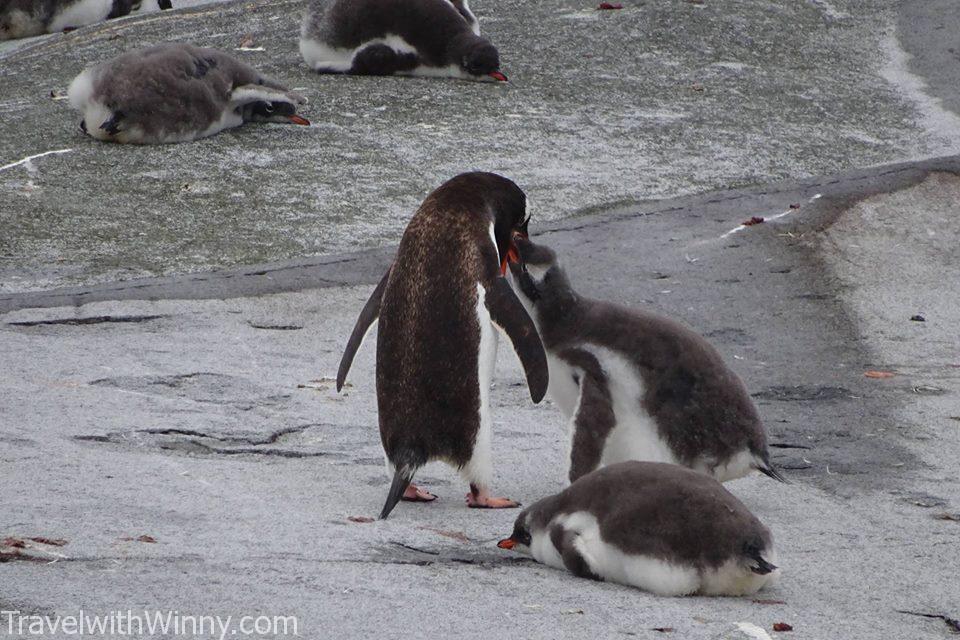 Baby Gentoo Penguin 巴布亞企鵝 企鵝寶寶