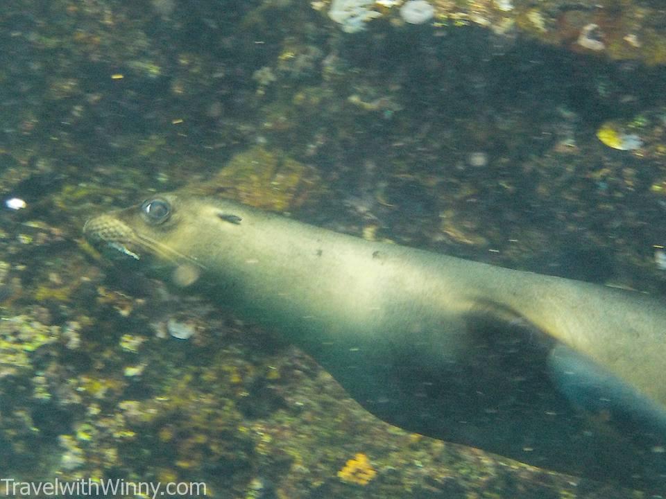 sea lion 海獅