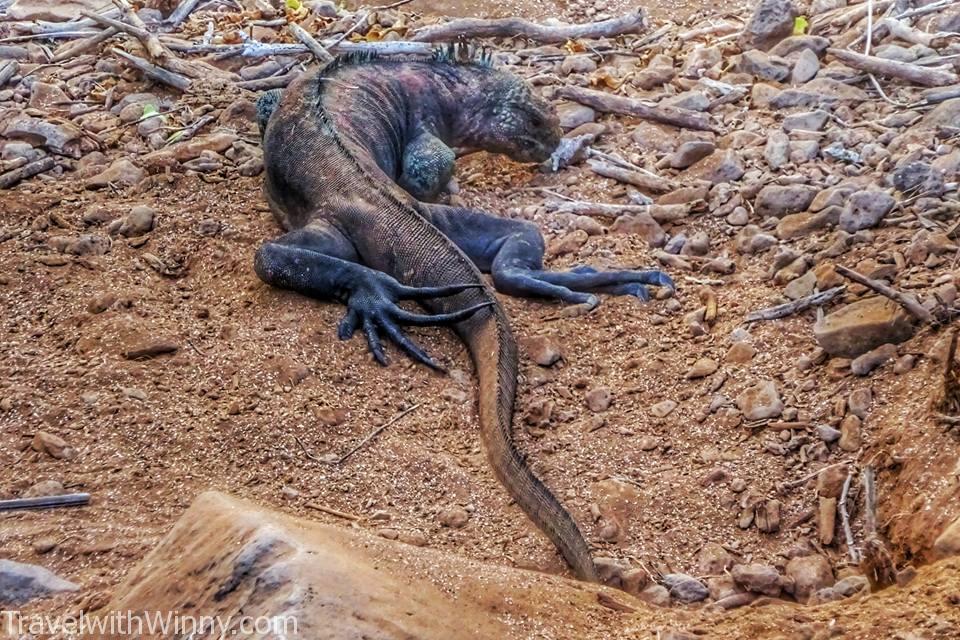 Marine Iguana 加拉帕戈斯海鬣蜥