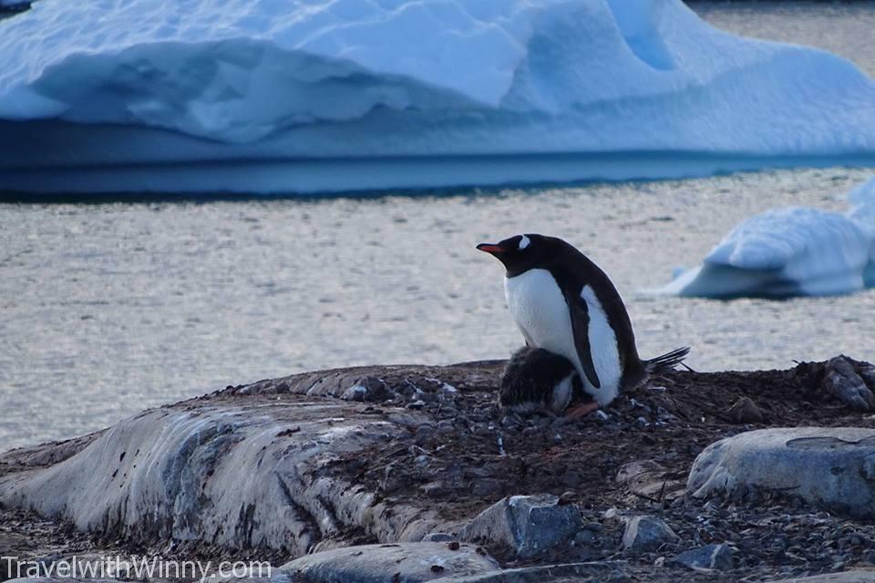 Gentoo Penguin 巴布亞企鵝