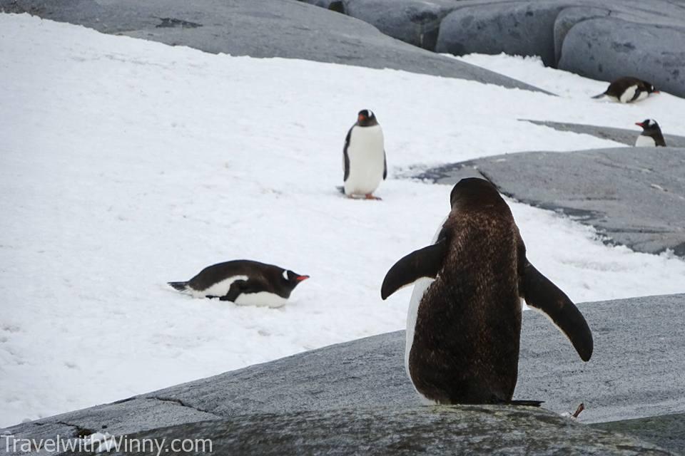 Baby Gentoo Penguin 巴布亞企鵝 企鵝