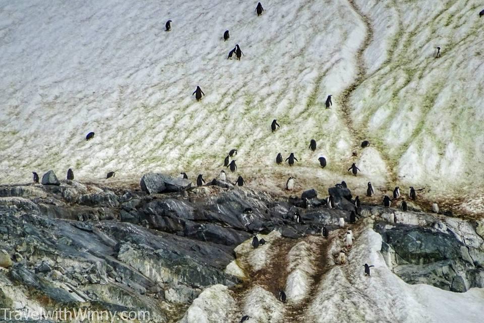 penguin highway 企鵝的高速公路