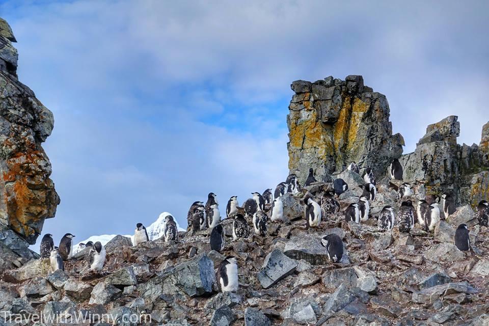 Chinstrap penguins 頰帶企鵝