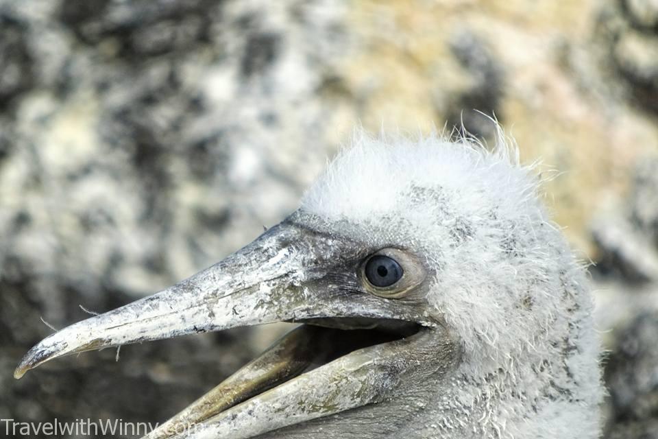 Nazca Booby 橙嘴藍臉鰹鳥