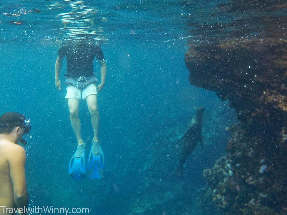 snorkling sea lion 海獅 浮淺