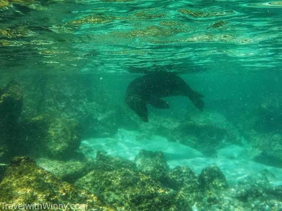 snorkling sea lion 海獅 浮淺