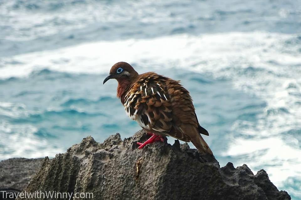 galapagos dove 加島哀鴿