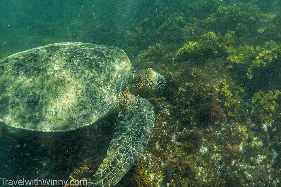 Sea turtle 海龜 浮潛