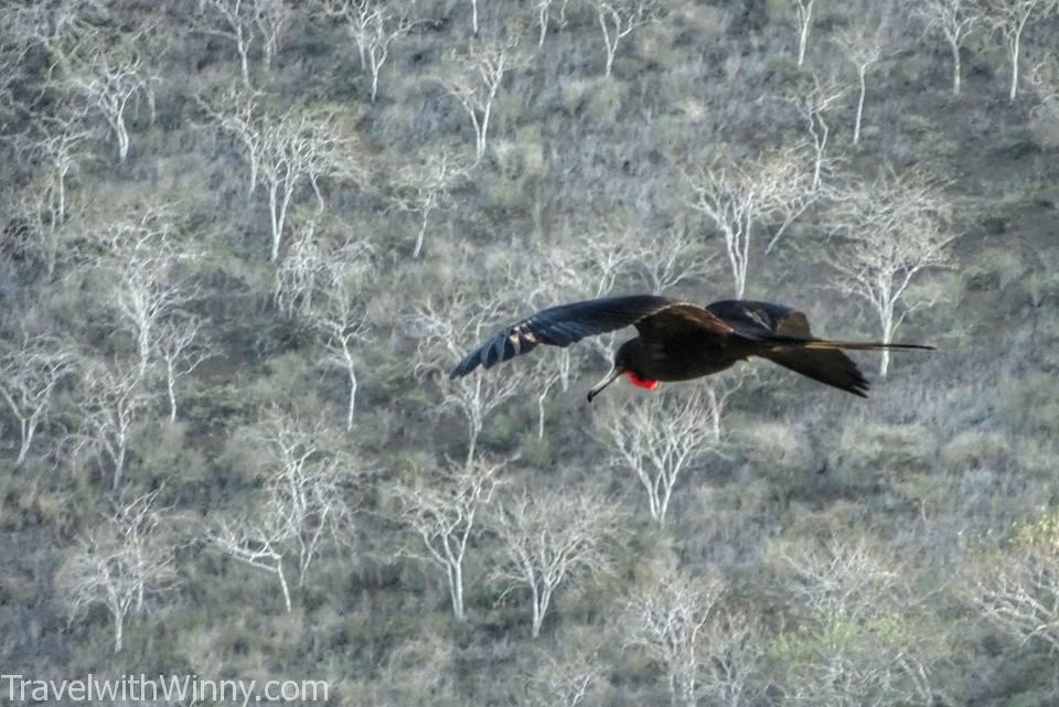 Magnificent Frigatebird 麗色軍艦鳥