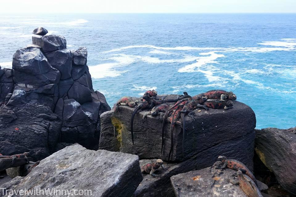 Marine Iguana 加拉帕戈斯海鬣蜥