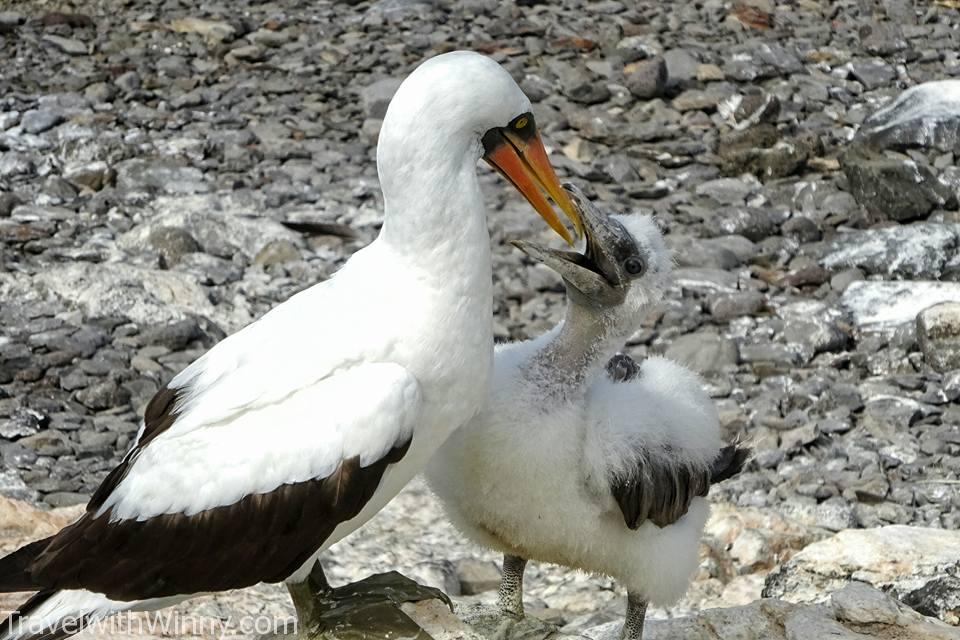 Nazca Booby 橙嘴藍臉鰹鳥