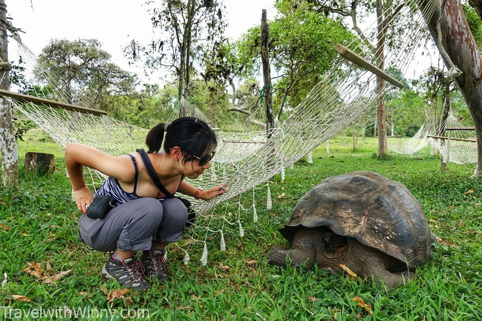 Galápagos tortoise 加拉巴哥象龜