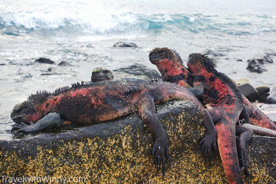 Marine Iguana 加拉帕戈斯海鬣蜥