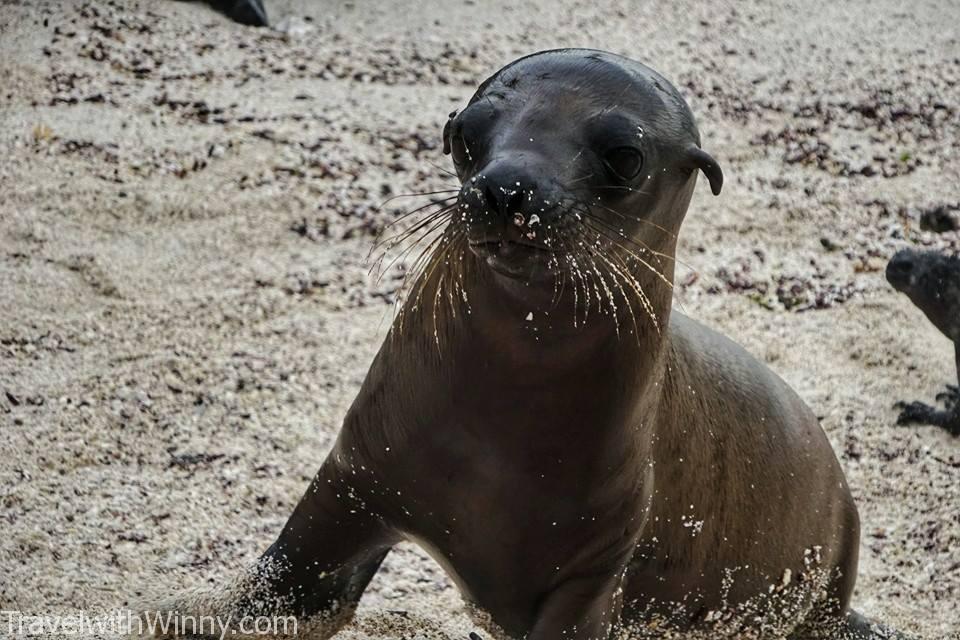 海獅寶寶 sea lion baby