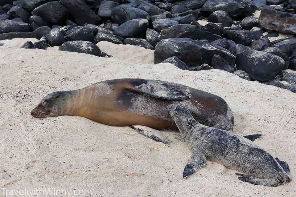 海獅寶寶 sea lion baby