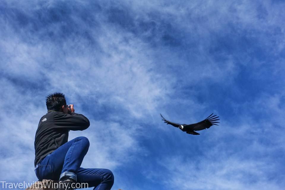 condor 禿鷹 安地斯神鷹