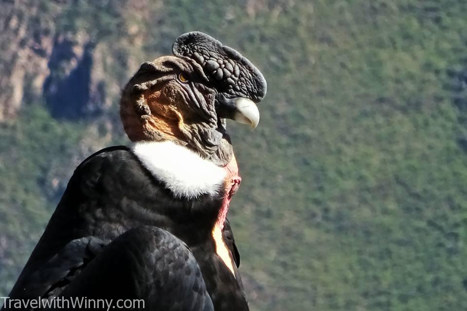 condor 禿鷹 安地斯神鷹