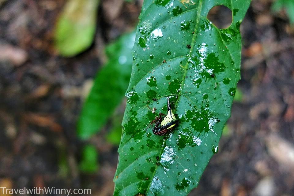 Golden silk orb-weaver 大木林蜘蛛