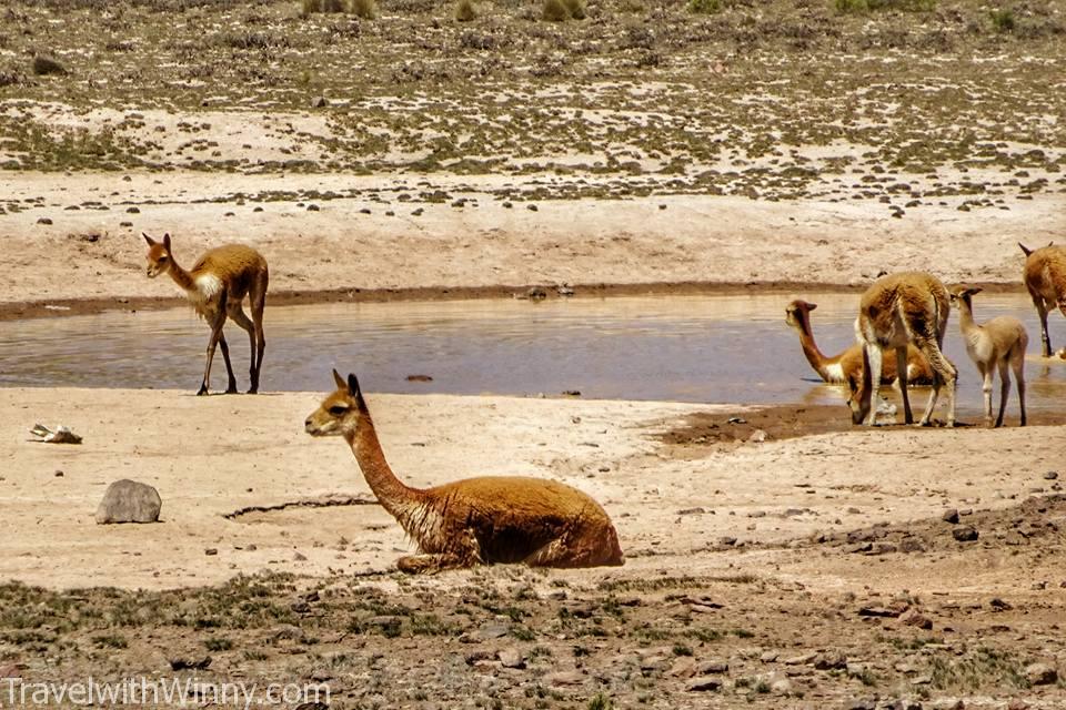 alpaca llama 駱馬