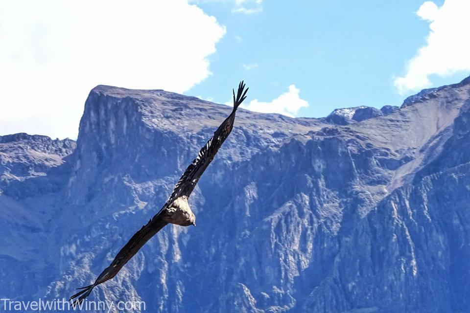 condor 禿鷹 安地斯神鷹