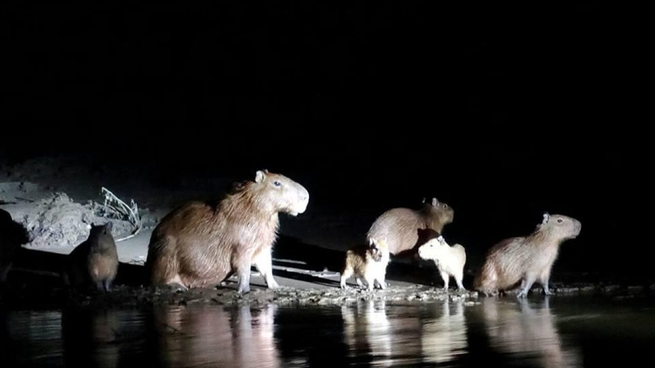 秘魯】 亞馬遜雨林Amazon Jungle 三天兩夜探險@ Puerto Maldonado - Travel with Winny