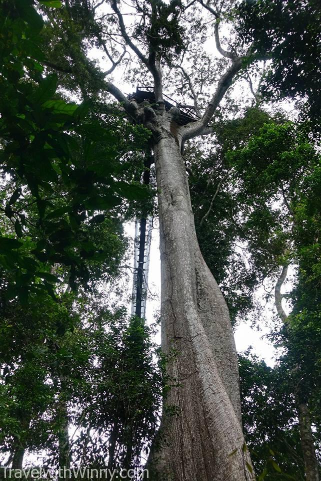 Amazon Rainforest Canopy