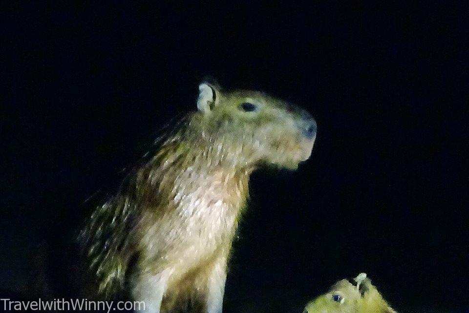 capybara 水豚