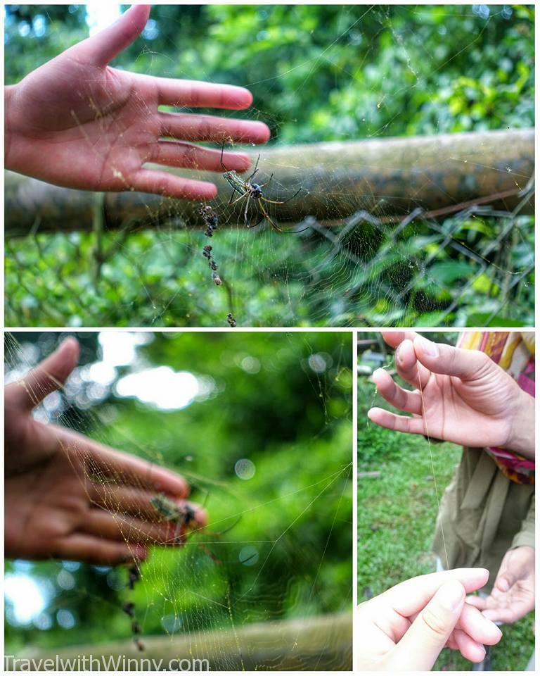 Golden silk orb-weaver 大木林蜘蛛