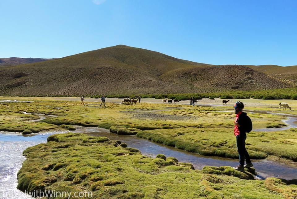 wetlands highlands 高原 駱馬 找自己