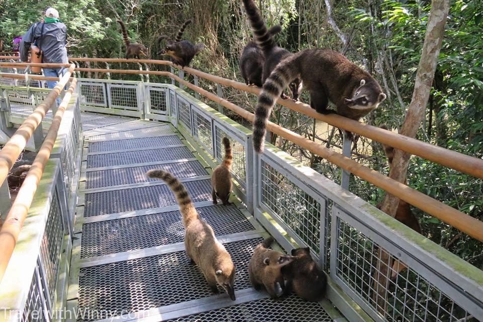 coati 長鼻 浣熊