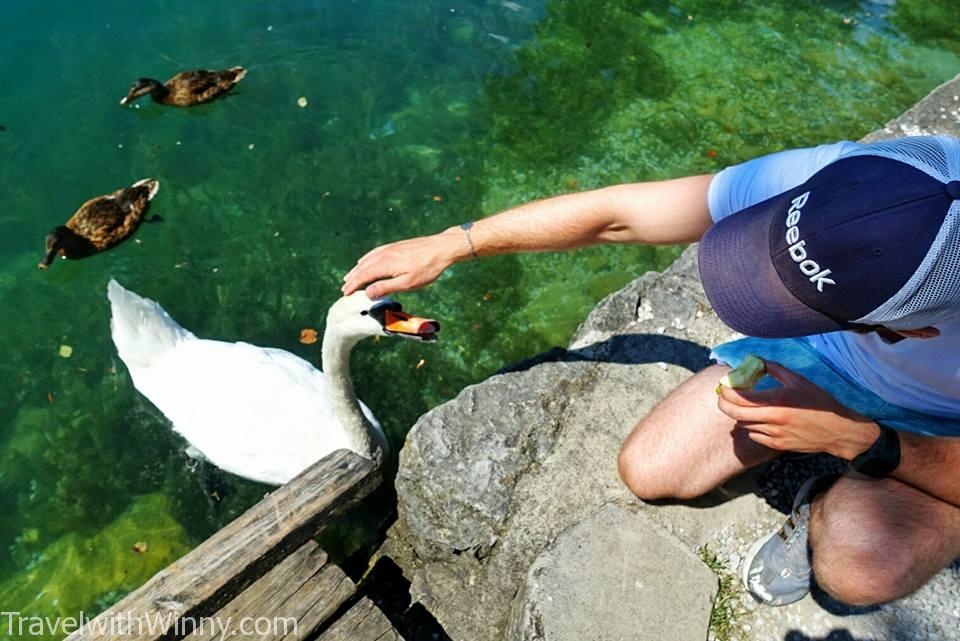 pet swan 天鵝 寵物