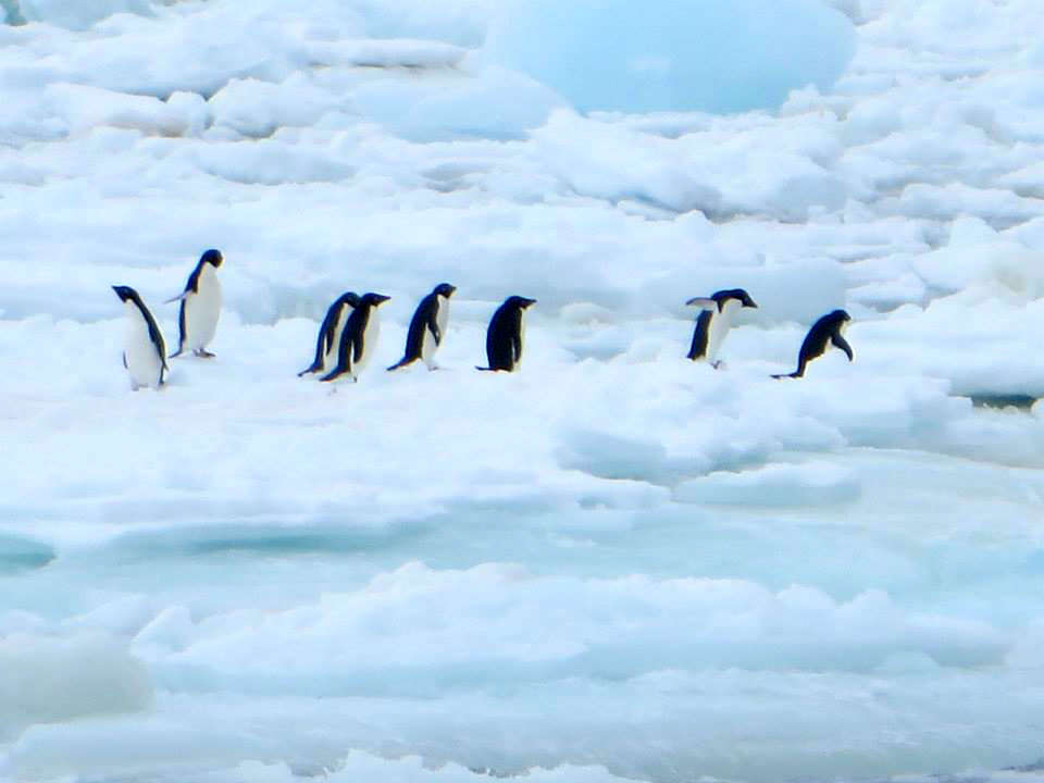 Antarctica penguins 南極 企鵝