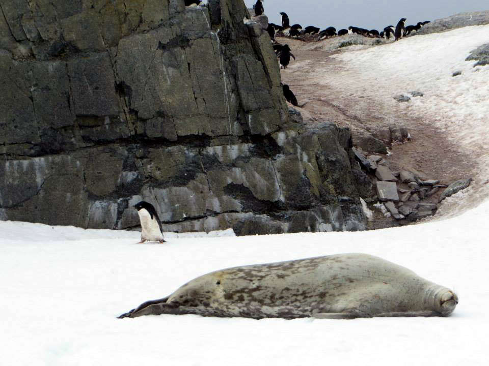 Antarctica penguins 南極 企鵝